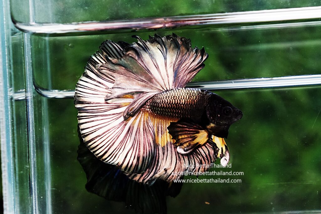 Siamese fighting fish