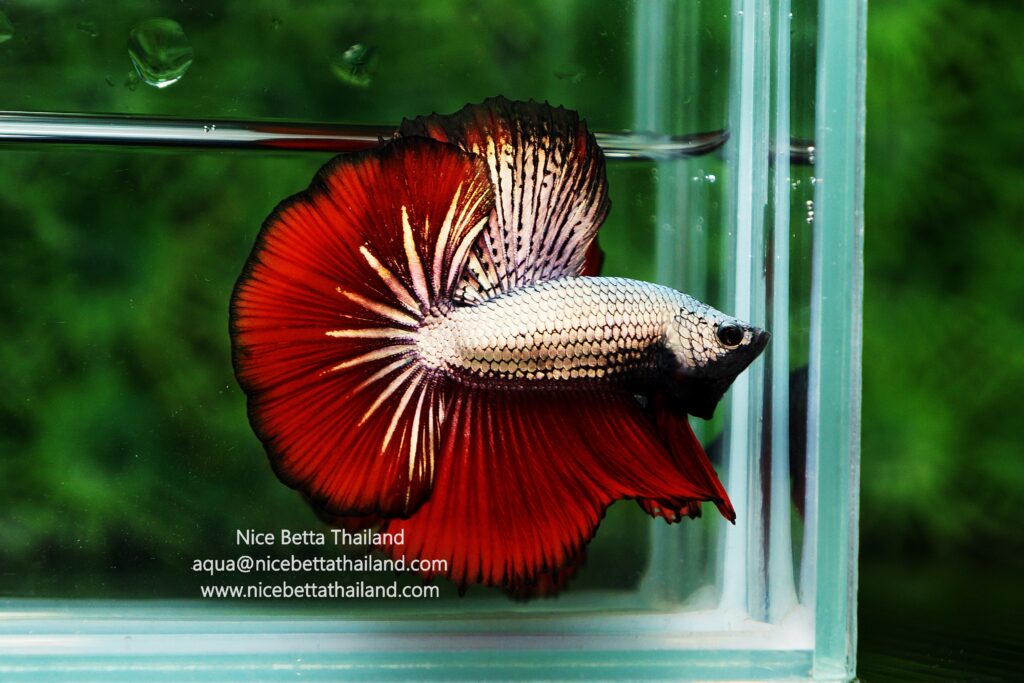 Siamese fighting fish