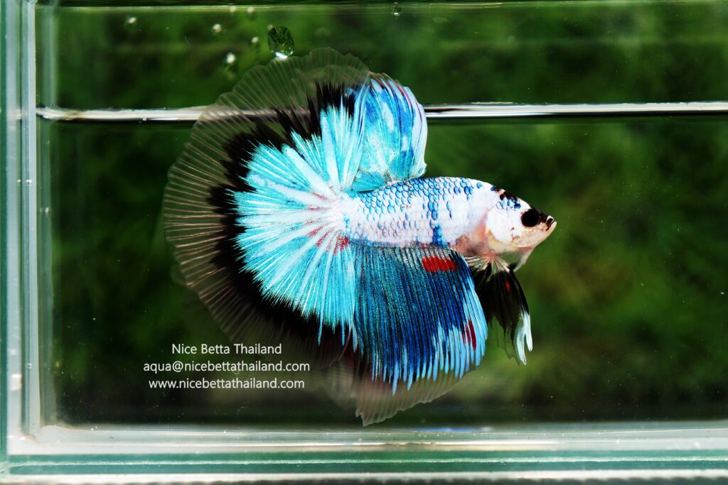 Siamese fighting fish