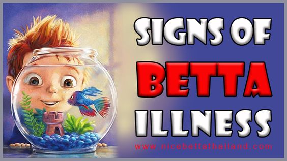 Signs of Betta Fish Illness