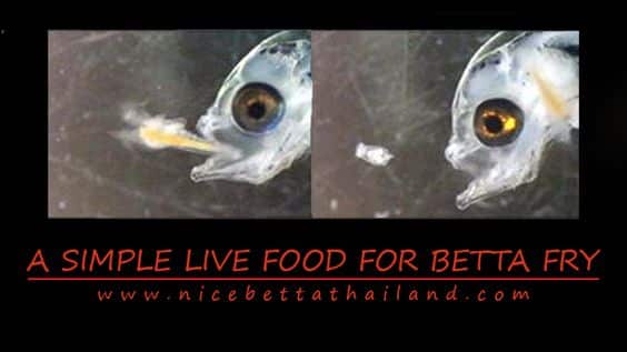 Simple Live Food Cultures For Growing Healthy Betta Fry