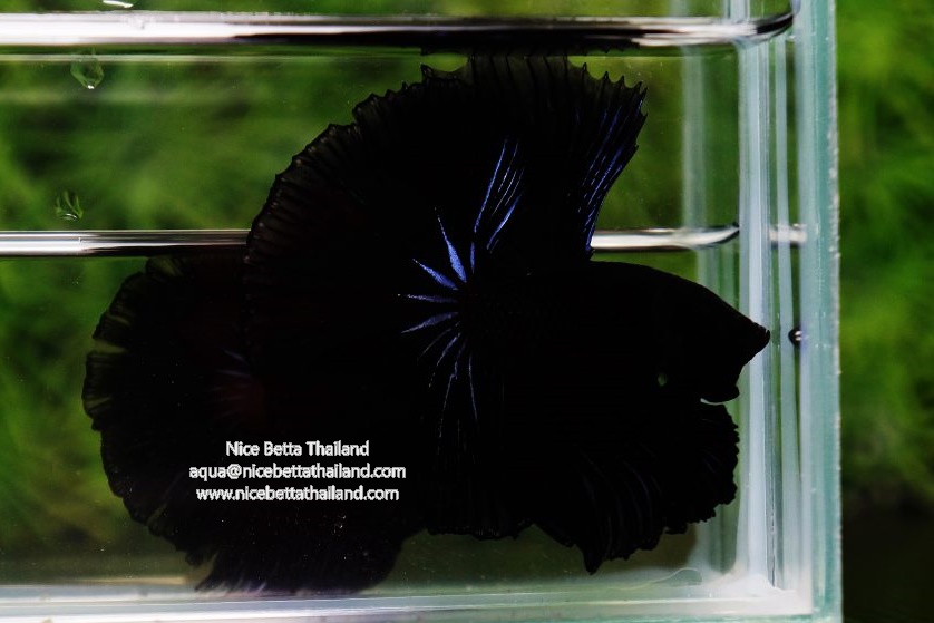 Super Black betta fish