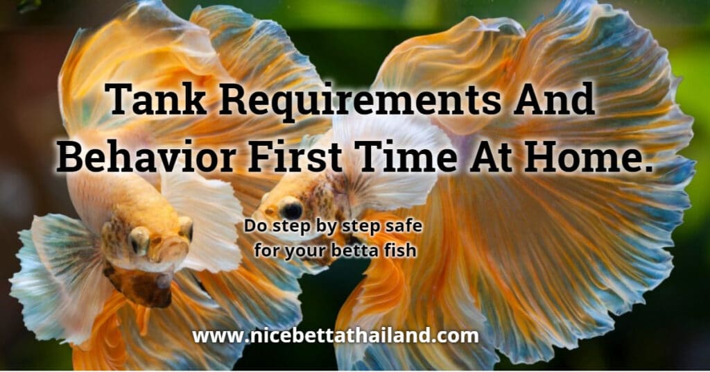 Tank Requirements And Behavior First Time At Home.