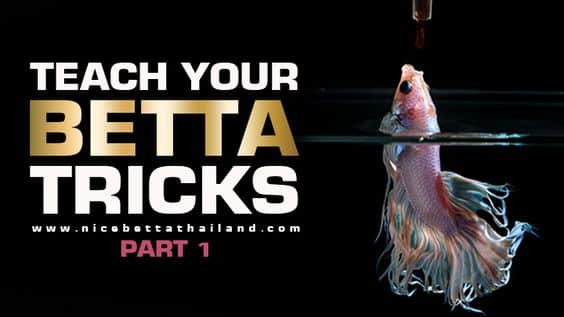 Teach Your Betta Tricks