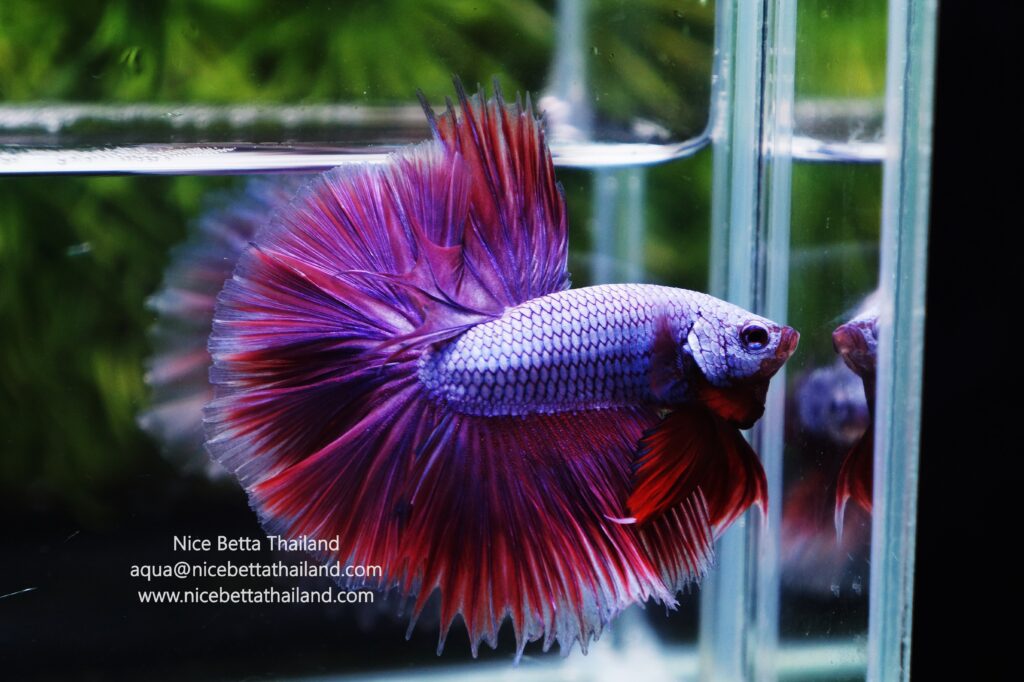 Thailand betta fish