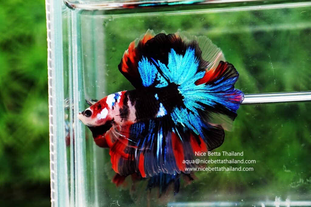 Thailand betta fish