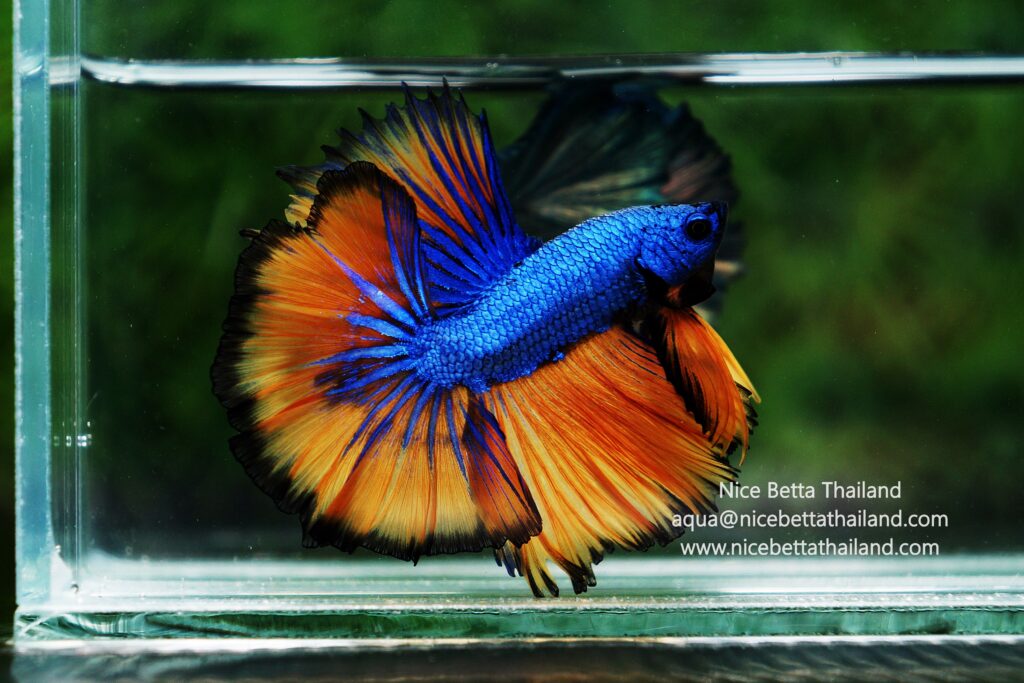 Thailand betta fish