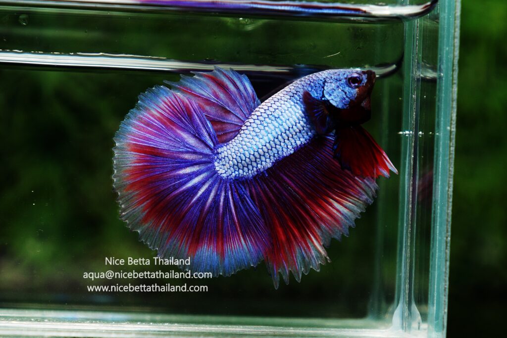 Thailand betta fish