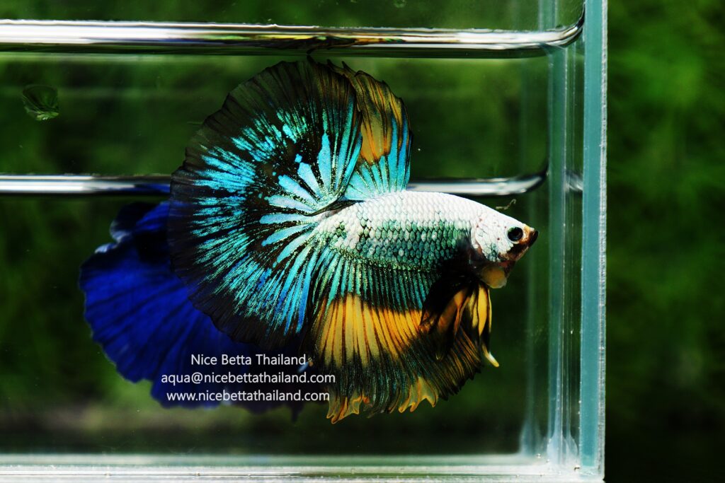 Thailand betta fish