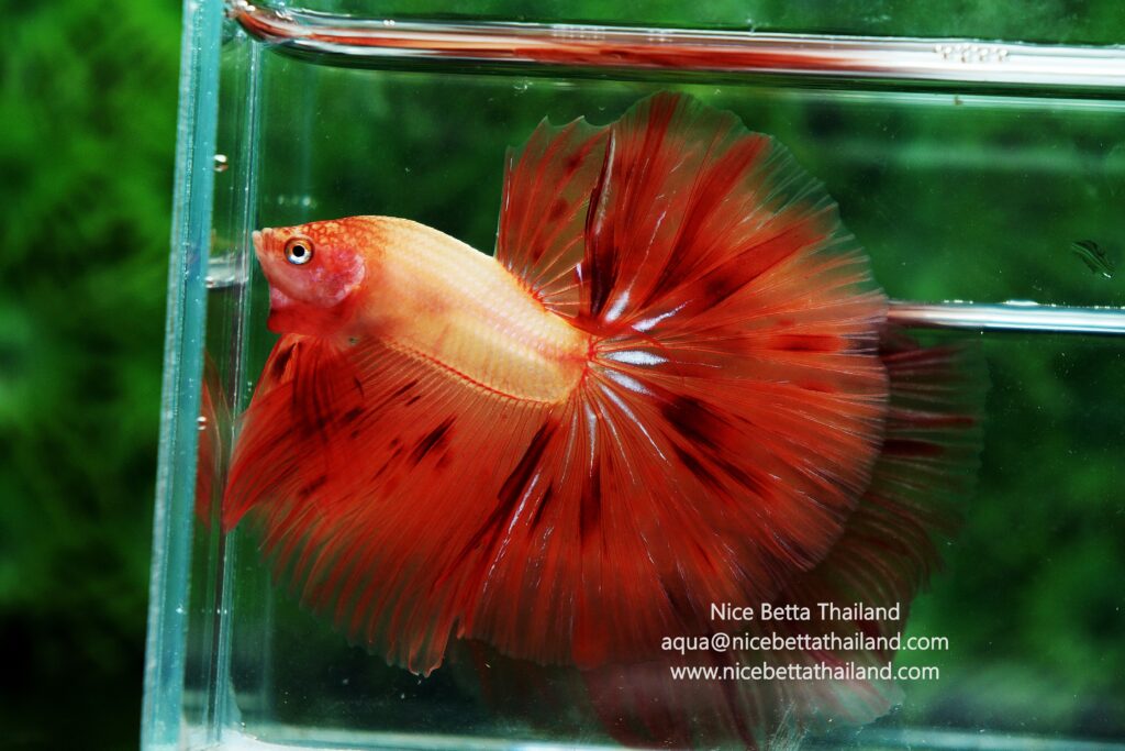 Thailand betta fish