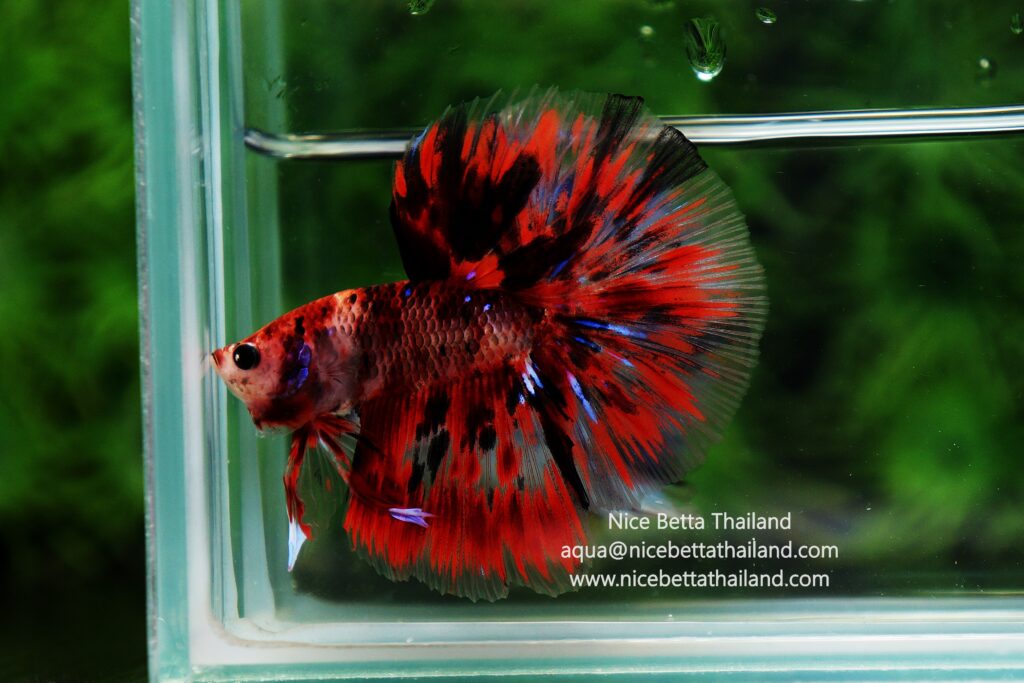 Thailand betta fish