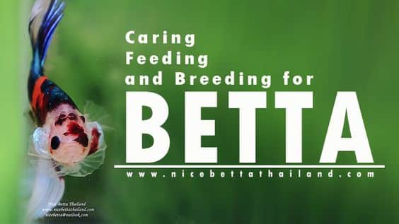 The Care, Feeding and Breeding of Bettas