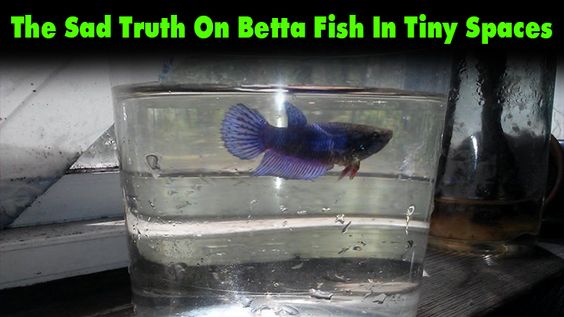 The Sad Truth On Betta Fish In Tiny Spaces