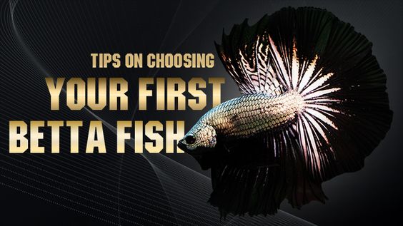 Tips on choosing your first betta fish
