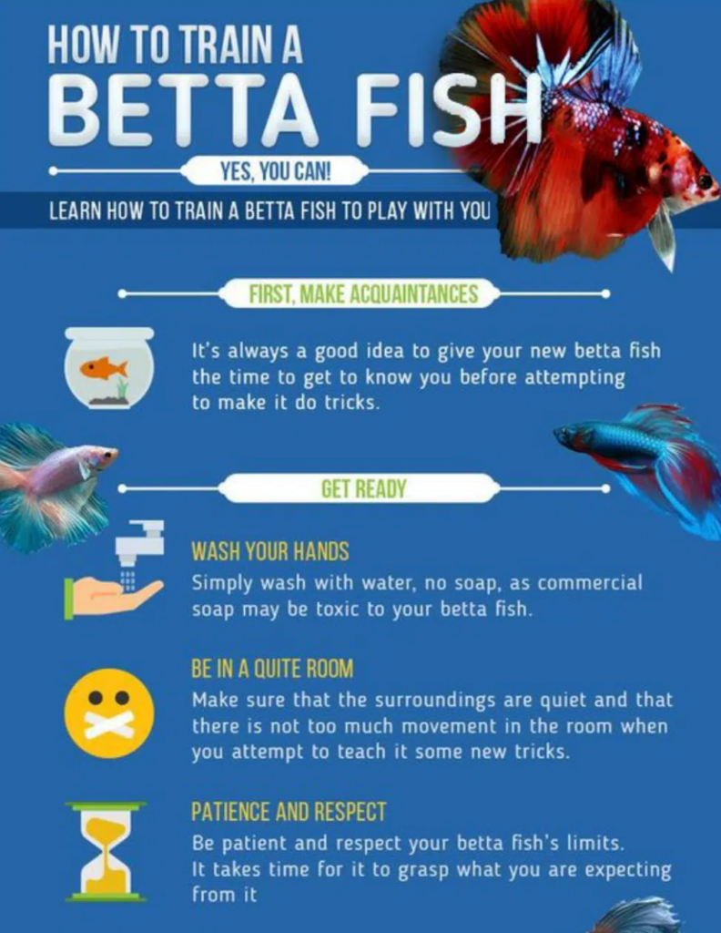 Train Betta Fish