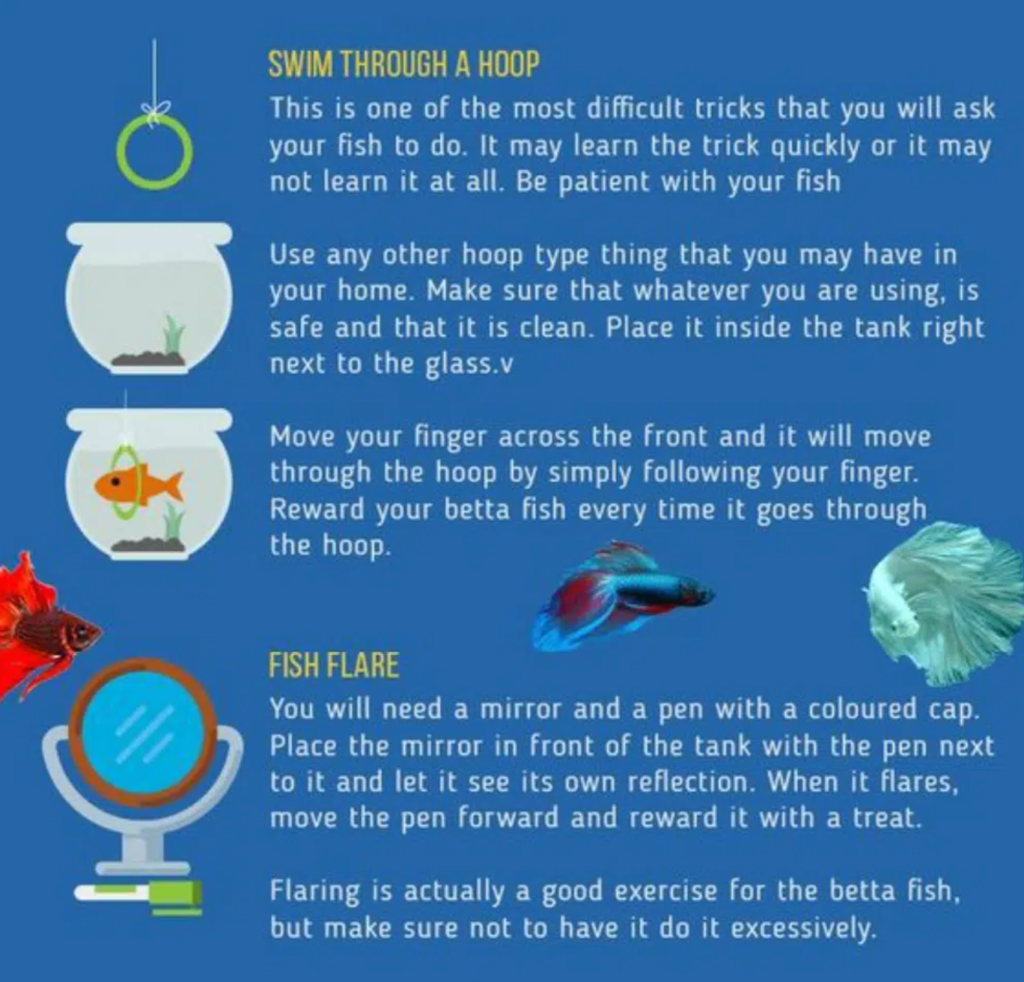 Train your betta fish flare