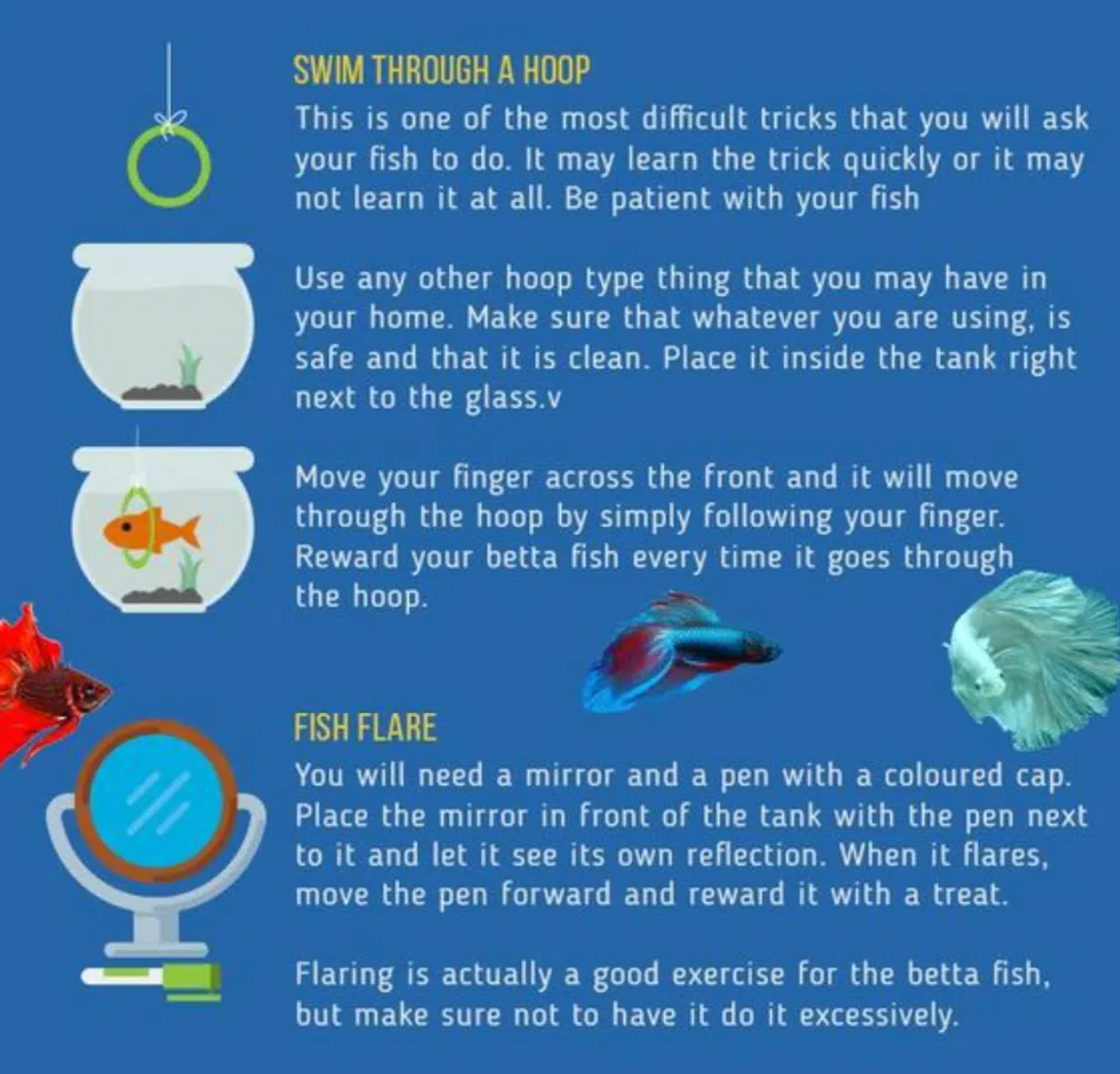 Retraining Fish How to Train Betta Fish. Yes, It Can Be Done - nicebettathailand.com