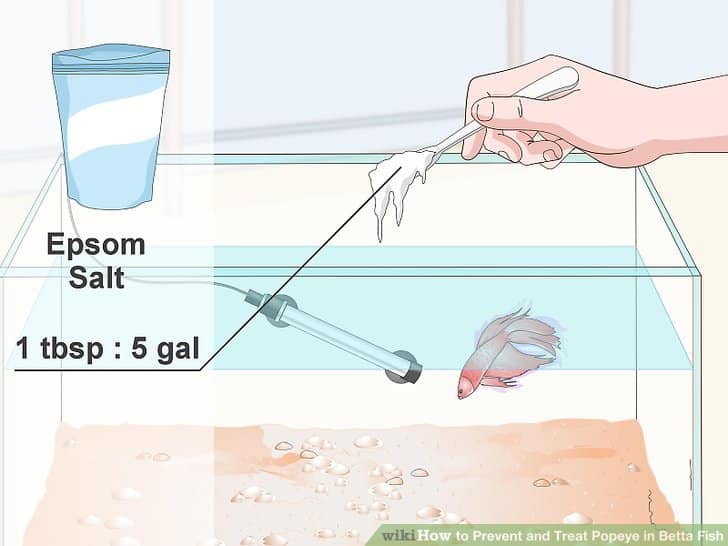 How to Prevent and Treat Popeye in Betta Fish 10 Steps