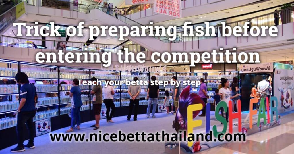 Trick of preparing betta fish before entering the competition