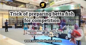 Trick of preparing betta fish for competition