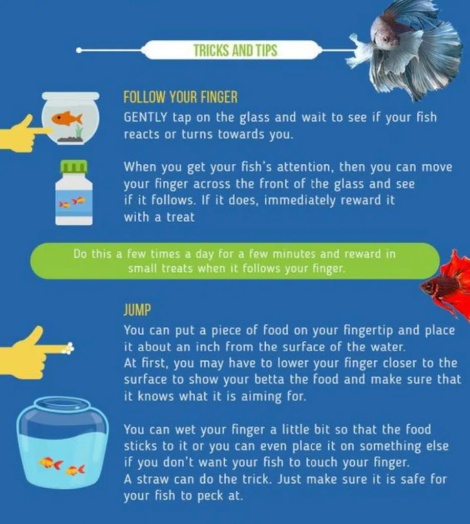 Trick to train Betta Fish