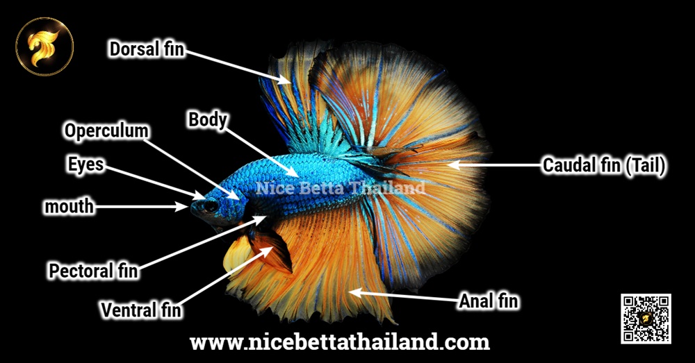 Various organs of betta fish