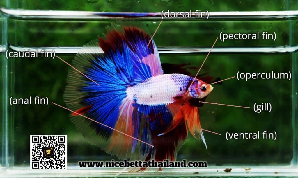 Various organs of betta fish
