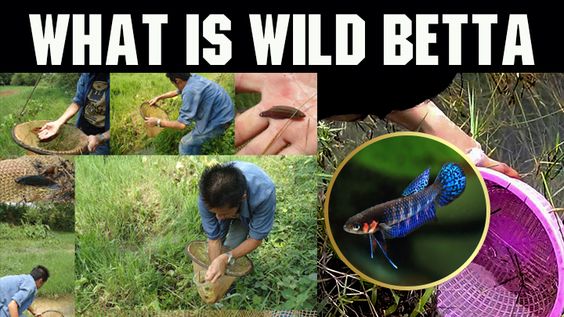 WHAT IS WILD BETTA