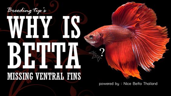 WHY IS BETTA MISSING VENTRAL FINS