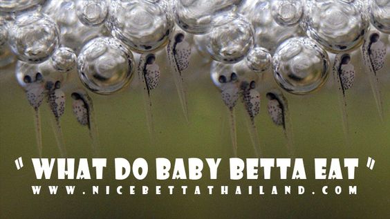What Do Baby Bettas Eat