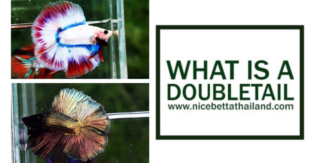Doubletail betta fish