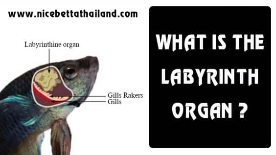 What is the labyrinth organ
