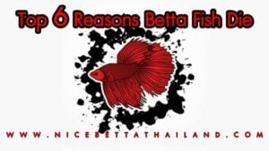 When Betta Fish Die Young