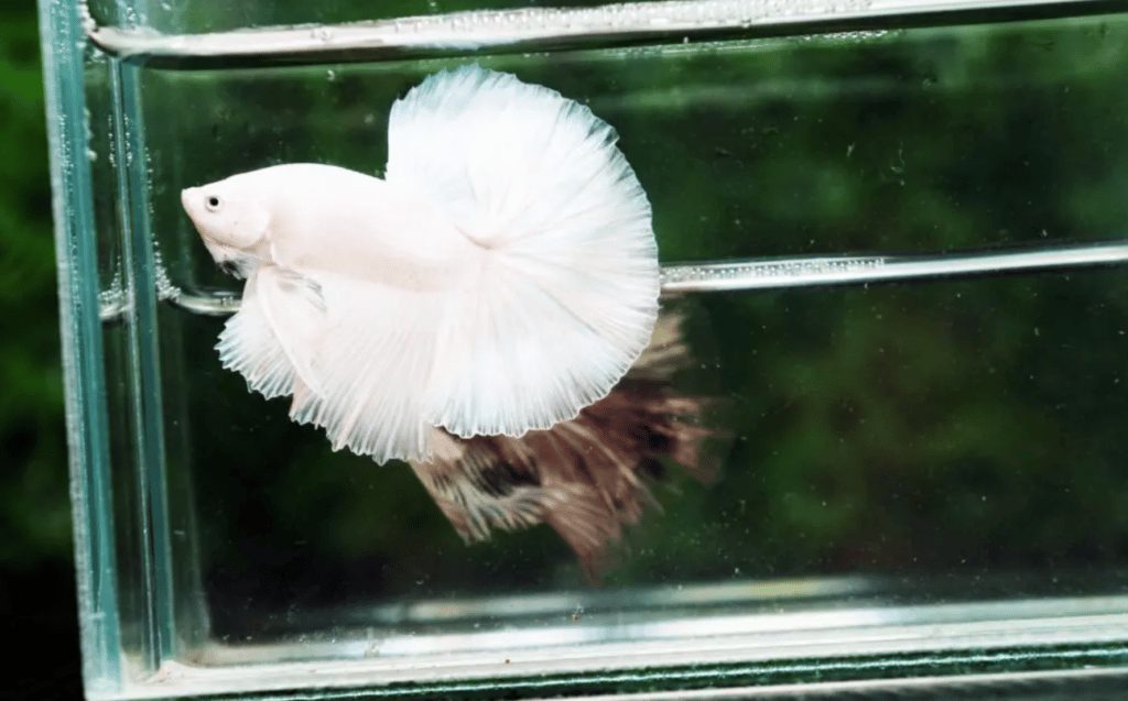 White betta fish