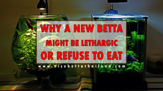 Why A New Betta Might Be Lethargic Or Refuse To Eat