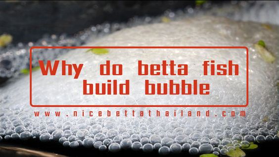 Why Do Betta Fish Make Bubbles