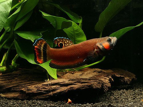 Wild betta fish