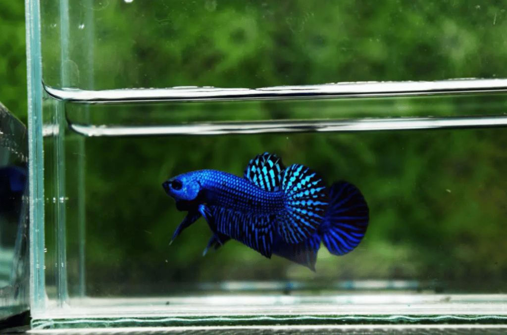 Wild hybrid betta fish