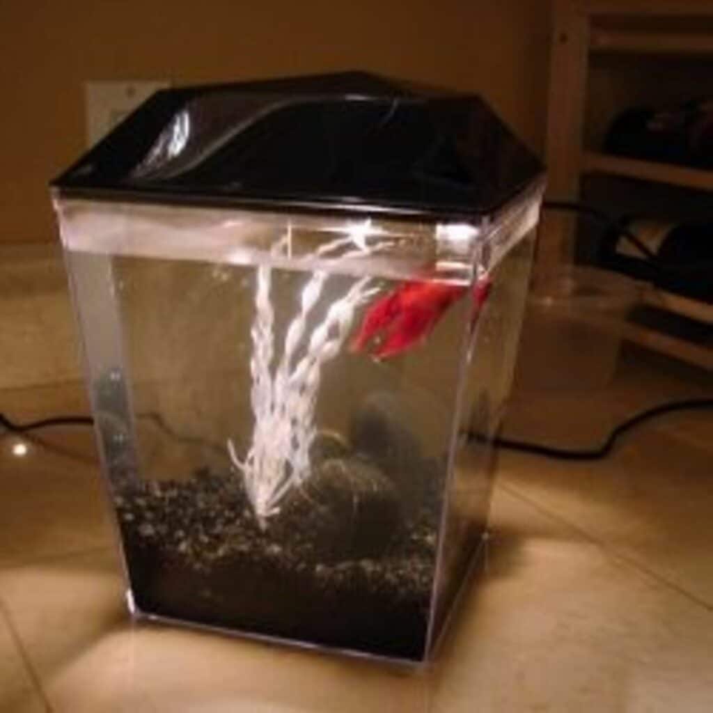 betta addiction betta tank setup