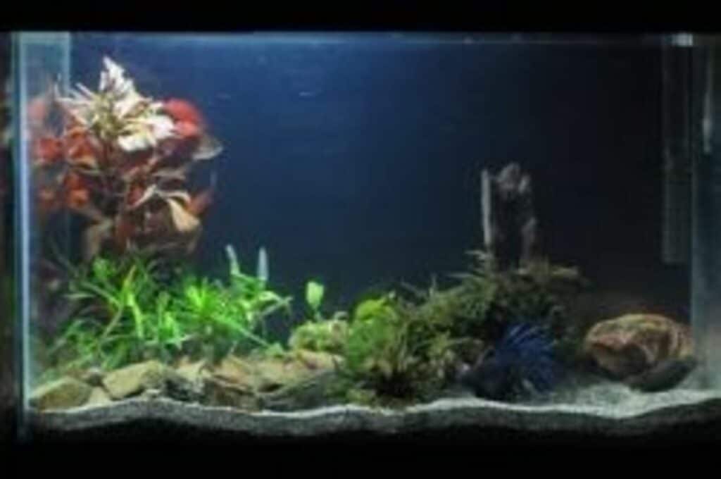 betta addiction betta tank setup