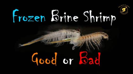 brine shrimp good or bad