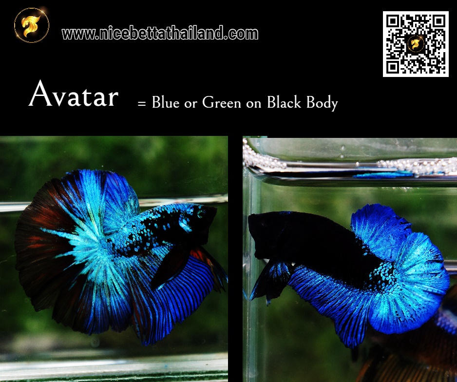 Blue Black Star Avatar betta fish
