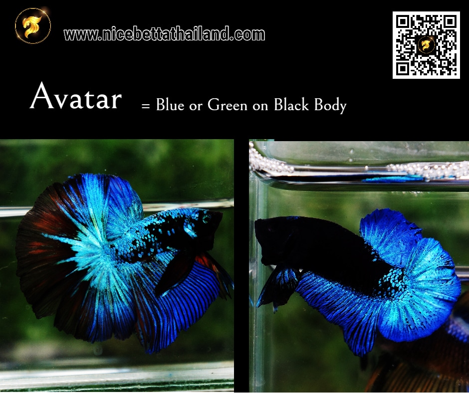 Blue Black Star Avatar