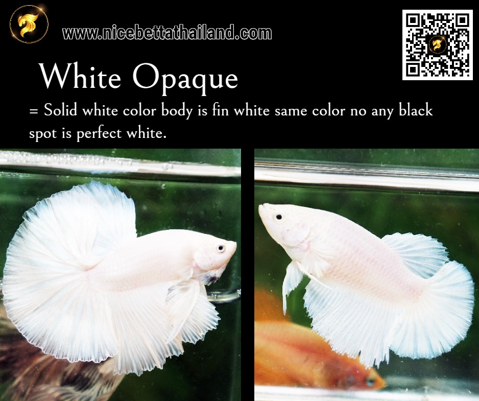White Opaque Betta fish