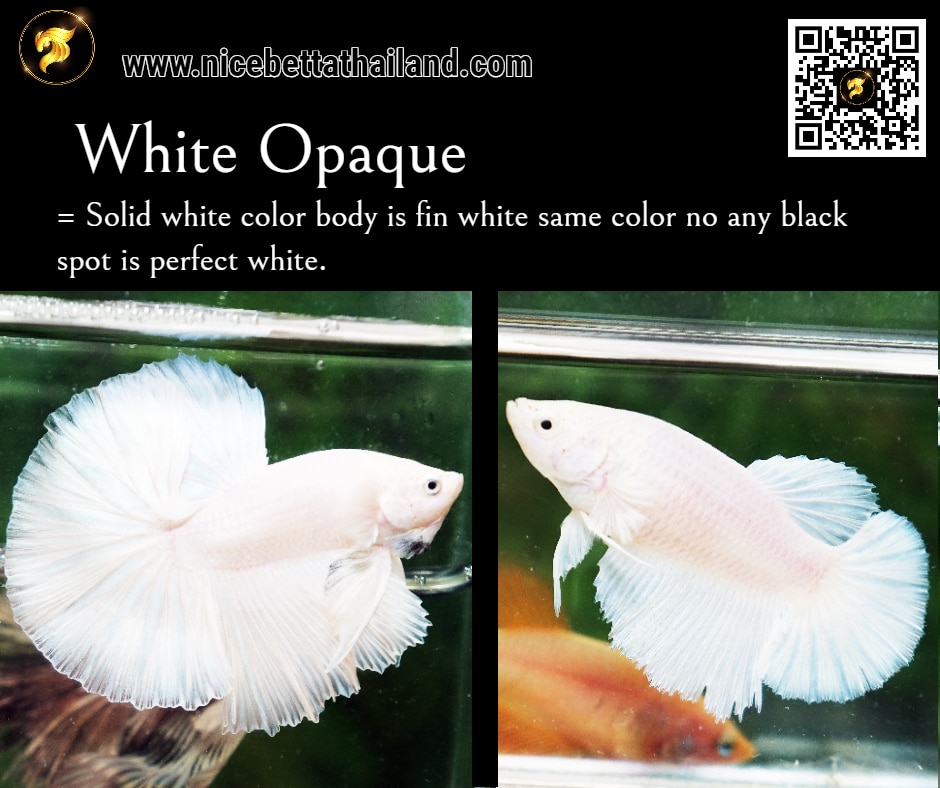 White Opaque Betta fish