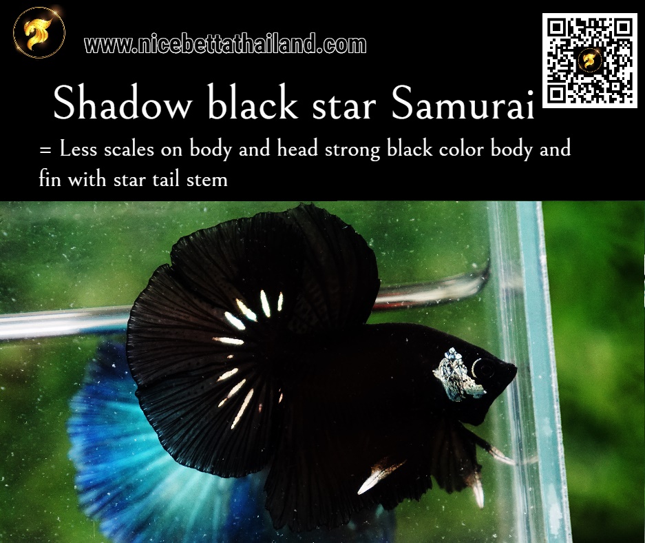 Shadow Black Star betta fish