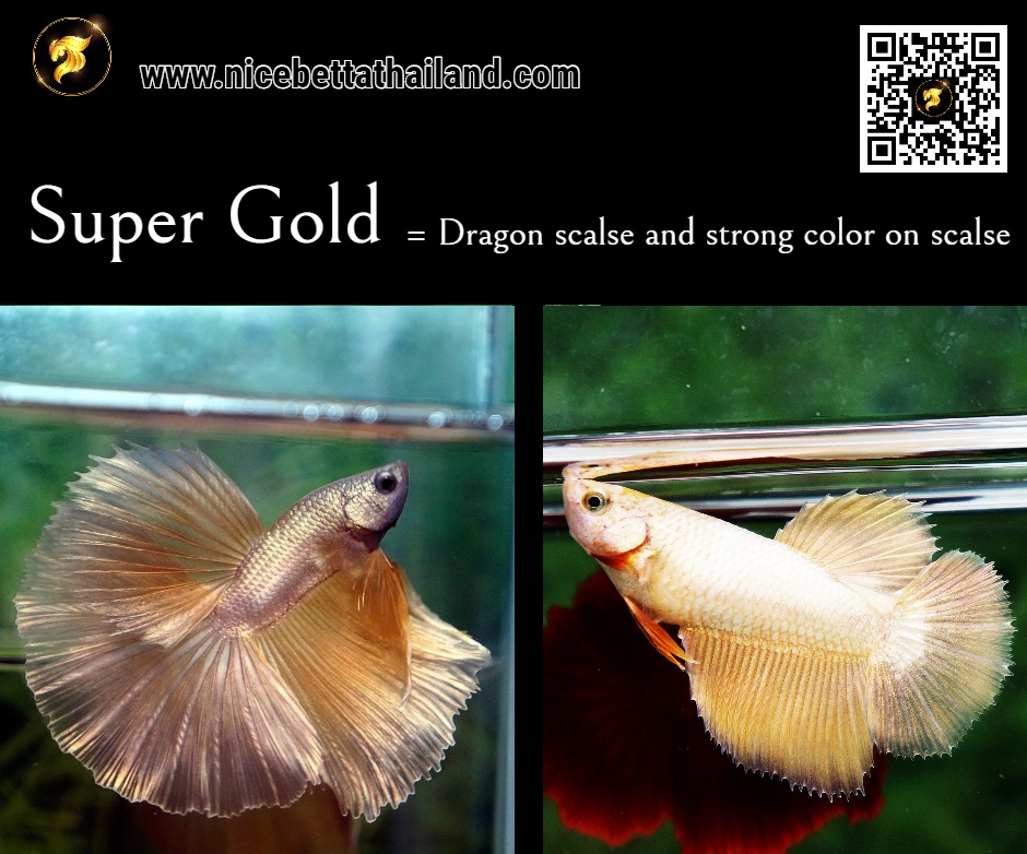 Super Gold Betta fish color