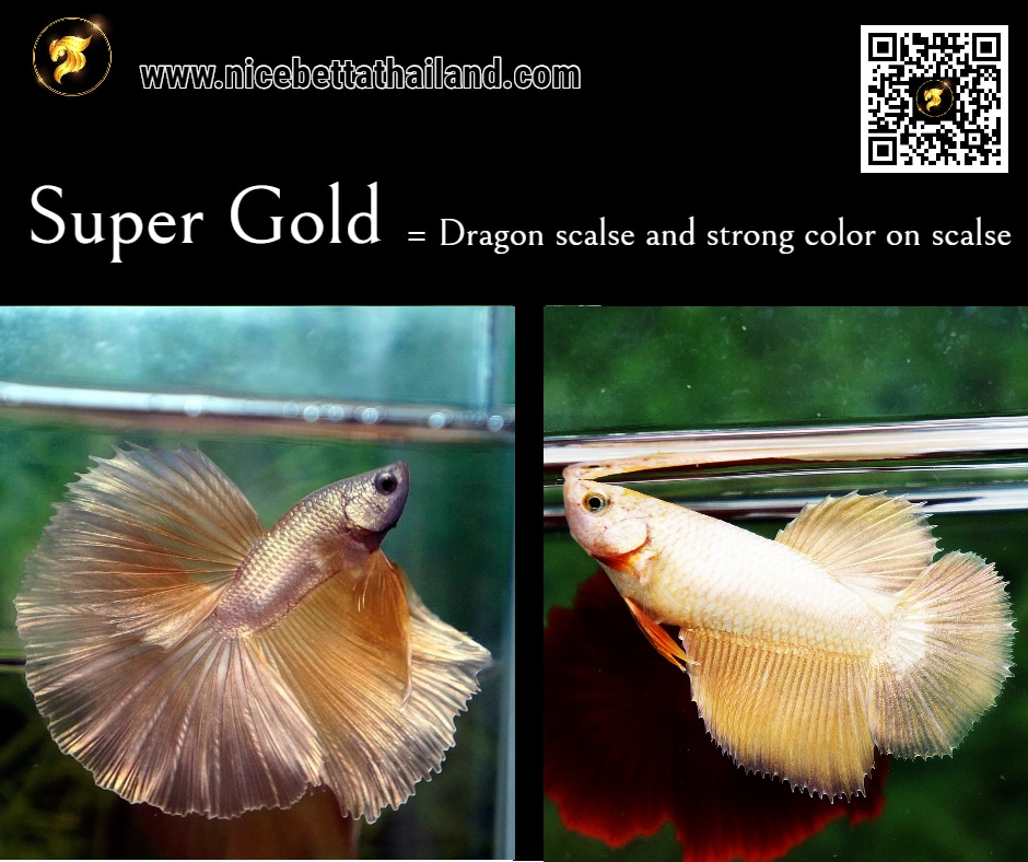 Super Gold Betta fish color