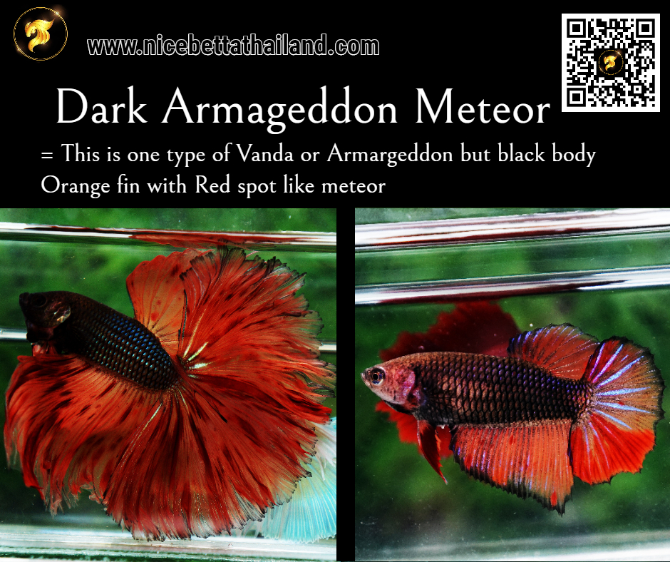 Dark Armageddon Meteor betta fish