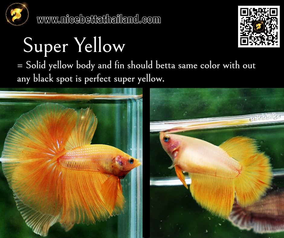 Super Yellow betta fish